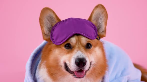 Front View of a Resting Pembroke Welsh Corgi in the Studio on a Pink Background