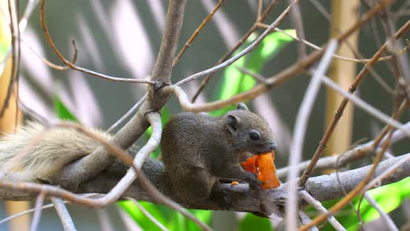 Ground Grey Squirrel Eating Papaya Fruit Sitting on Tree