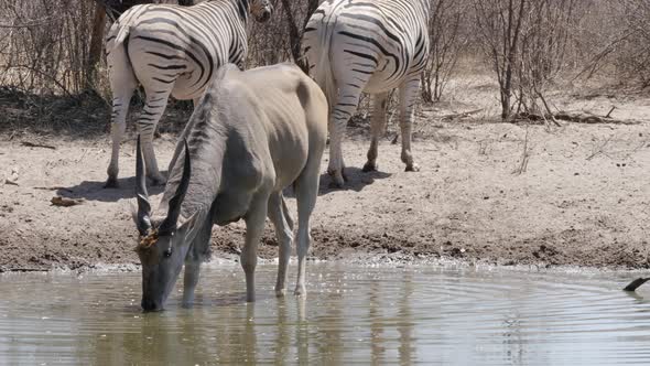 A Southern Eland antelope drinks from a watering hole in Botswana, zebras in the background.