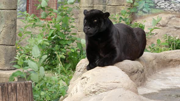 +Black Jaguar Sitting On A Stone