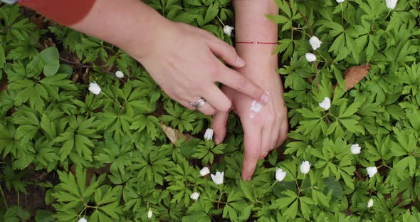 Natural cosmetics hand cream, female hands gently smear the cream, vegan, herbs, hands in grass