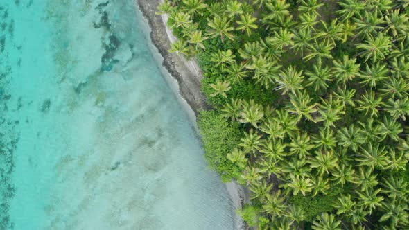 Azure Water On The Beach With Coconut Trees In Fiji Island -aerial drone shot