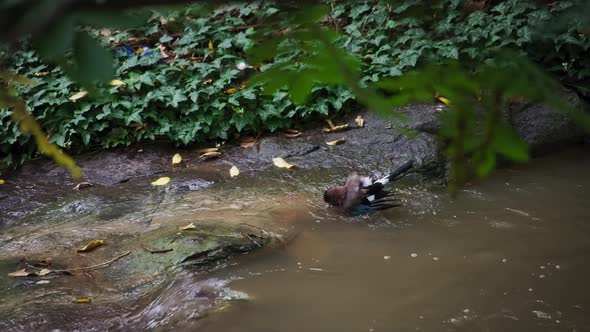 Eurasian jay bathing in the water stream