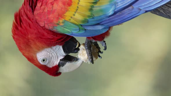 Colorful Scarlet Macaw hanging on branch wrong way round and eating snack during beautiful sunny day