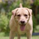 Labrador dog face in slow motion green grass - VideoHive Item for Sale