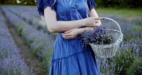 Female with Wicker Basket Stay in Blooming Lavender Field on Summer Day. Slow Motion Close Up Move