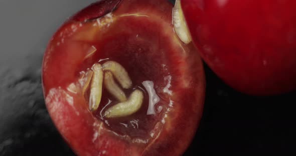 Fruit Worms in Rotten Cherry, Black Background. Larva of Cherry Flies. Closeup