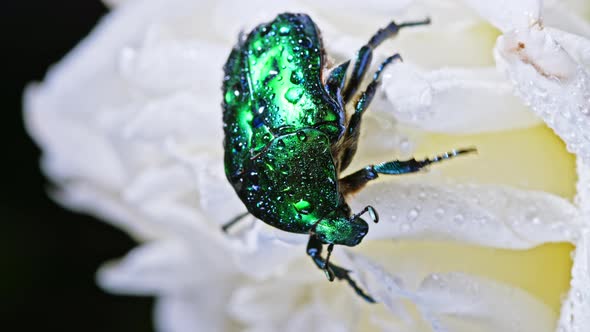 Close-up View of Green Rose Chafer - Cetonia Aurata Beetle on White Flower of Peony. Amazing Emerald