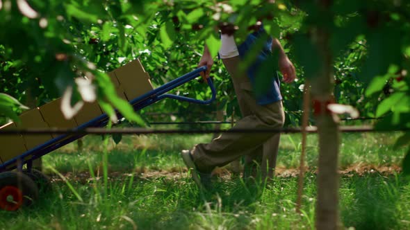 Agronomist Moving Harvest Boxes with Fruits in Green Sunny Garden Concept