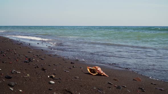 Big Seashell on the Sand