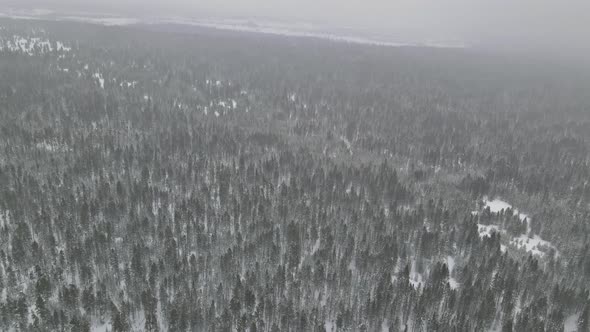 Mysterious Fantastic Winter Panoramic Landscape with Snowy Forest in Heavy Snowfall Aerial View