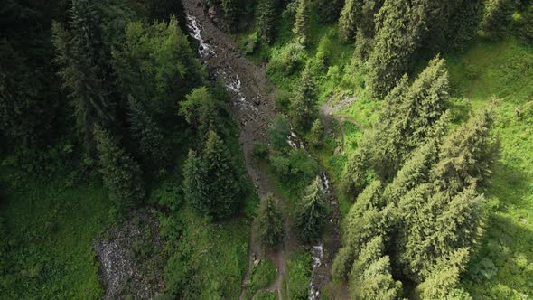 Aerial Forest Spruce in the Mountain of Almaty