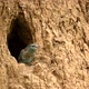 European Roller or Coracias Garrulus Near Nest Hole - VideoHive Item for Sale