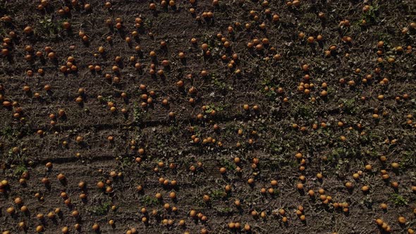 Pumpkins Growing In Field Top View