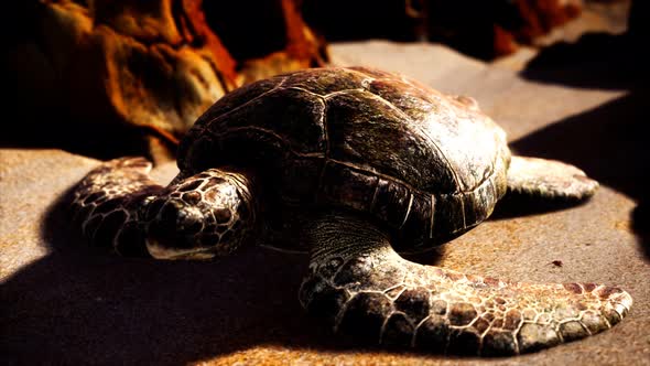 Sea Turtle at Beach Sand