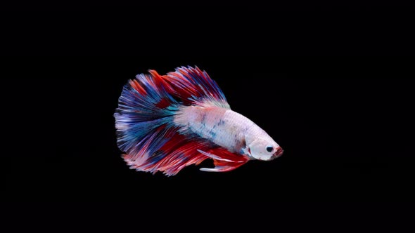 Multi color Siamese fighting fish