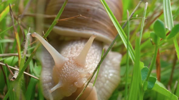 A macro shot of a white snail crawling slowly towards the camera through green blades of grass in se