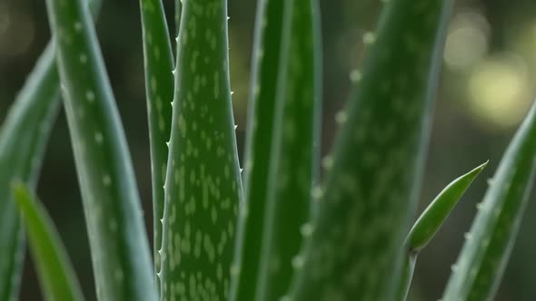 Aloe Vera Plant 07