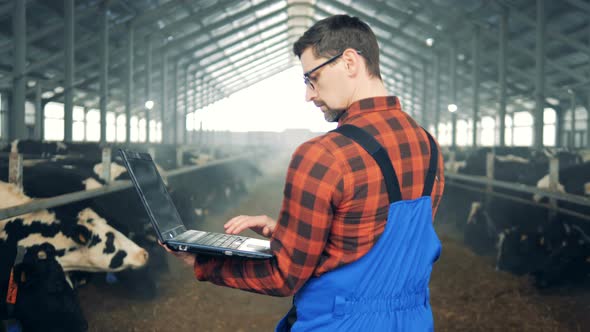 Cowshed Worker Checking Cows