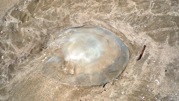 Giant Jellyfish on the Sandy Seashore