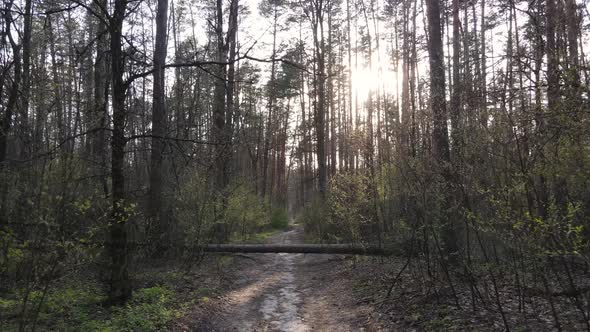 Aerial View of the Road Inside the Forest