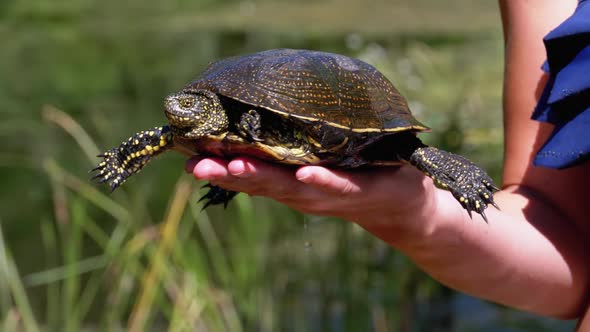 Turtle Lies on Woman Hand and Funny Moves Its Paws on Green River Background