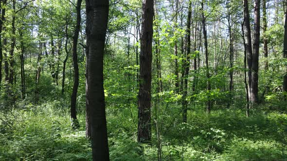 Beautiful Green Forest on a Summer Day Slow Motion