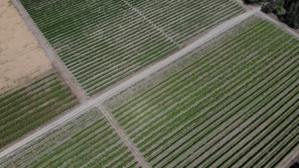 Flying Over Wine Vineyard