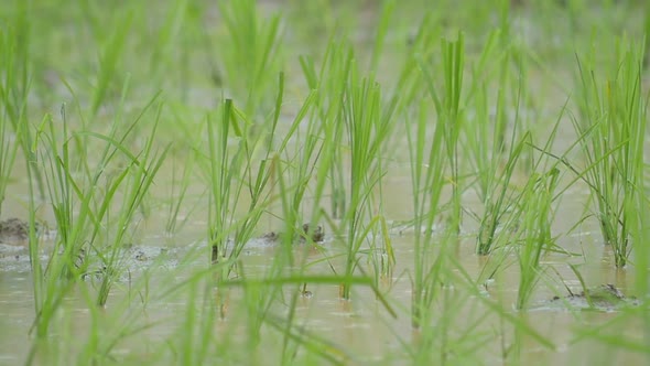 Raining In Green Rice Field