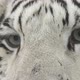 white bengal tiger head shot - VideoHive Item for Sale
