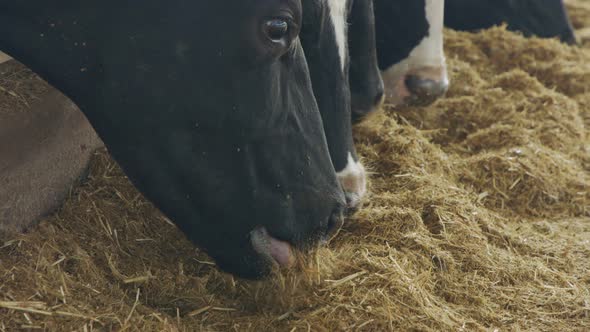 Cows eating Silage in a large dairy farm, milk production