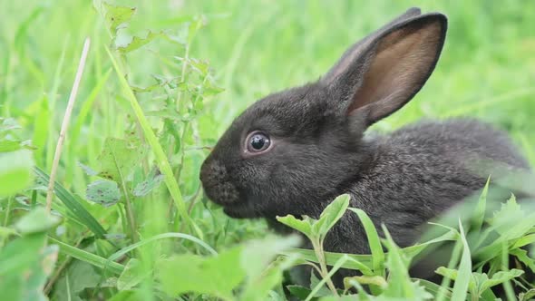 Charming Little Dark Rabbit Eats Fresh Juicy Young Grass on a Green Sunny Meadow