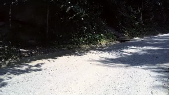 Wonderful Gray Brown Road at Dense Forest with Huge Palms