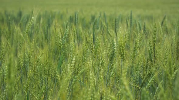 Green Wheat On Field