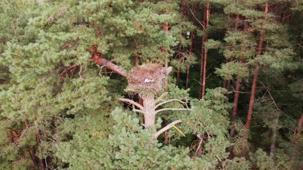 flying over a bird's nest on a tall tree in sunny weather