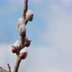 Willow Branch Against the Blue Sky - VideoHive Item for Sale