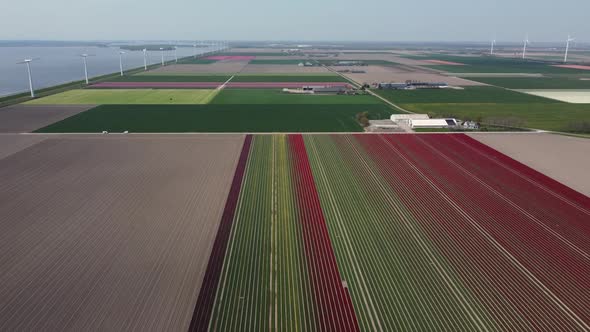 Colorful flowerfields with blooming tulips in the Flevopolder of the Netherlands