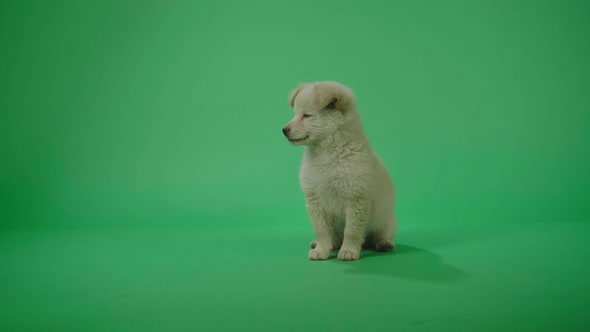Full View Of A White Dog Standing And Sitting In The Green Screen Studio