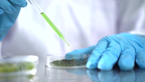 Scientists are working on research on algae and bioenergy in the energy laboratory