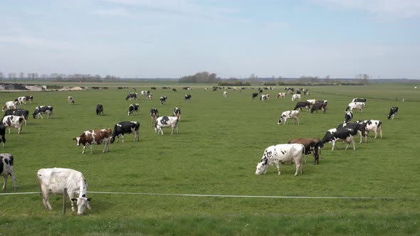 Black and white cows in the meadow grazing and looking around