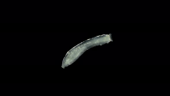 Microscopic Sea Cucumber, Class Holothuroidea, Synaptidae Family, a Relative of Starfish