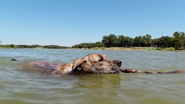 Plott hound swimming back to shore in a Texas lake after fetching a stick