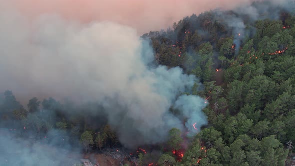 Natural Disaster Forest Fire