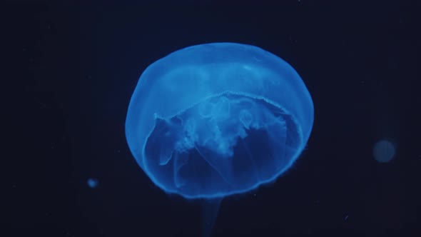 Closeup Shot of Beautiful Blue Jellyfish Floating with Closed Bell Underwater Leaving Behind Sting