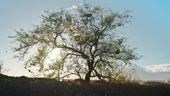 Green Tree Surviving on Landfill Plastic Bags Hanging on Tree Branches Sunset