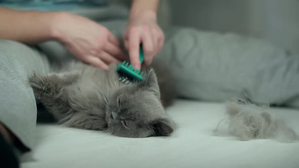 British long-haired cat lies on the floor and is being brushed by a man