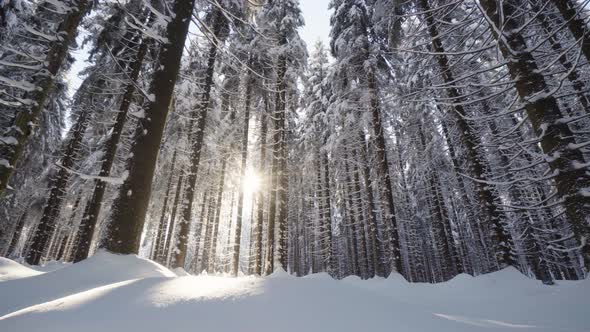 A Snowcovered Forest in Winter  the Sun Shines Through the Branches