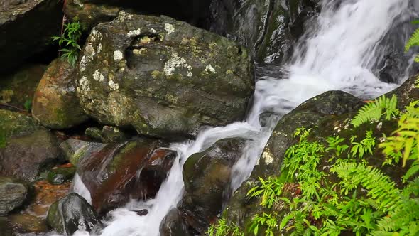 A brook with water cascading through rounded rocks down into a water basin with fertile ferns surrou