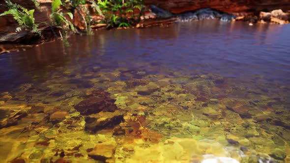 Tropical Golden Pond with Rocks and Green Plants