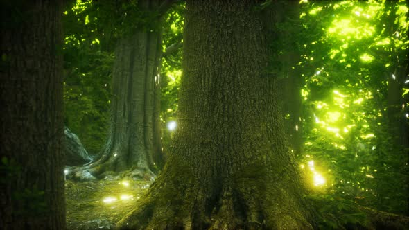 Primeval Forest Mossed Ground